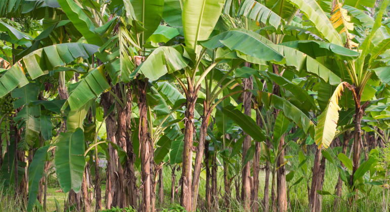 DARI LIMBAH JADI PELUANG: PELEPAH PISANG SEBAGAI PAKAN TERNAK ALTERNATIF
