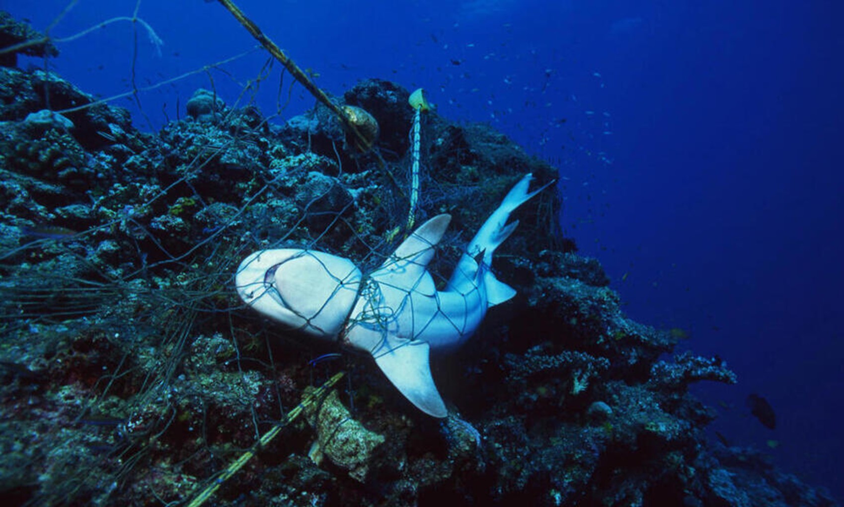 Salah satu contoh ghost gear di dalam perairan (foto: WWF)