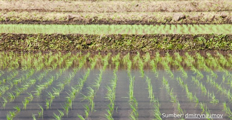 SAWAH TERGENANG SAAT MUSIM HUJAN, PERLUKAH MEMBUAT LUBANG BIOPORI