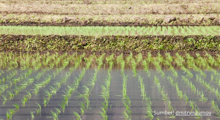 SAWAH TERGENANG SAAT MUSIM HUJAN, PERLUKAH MEMBUAT LUBANG BIOPORI