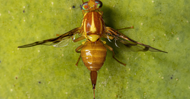 CARA ALAMI MENGENDALIKAN LALAT BUAH PADA TANAMAN CABAI