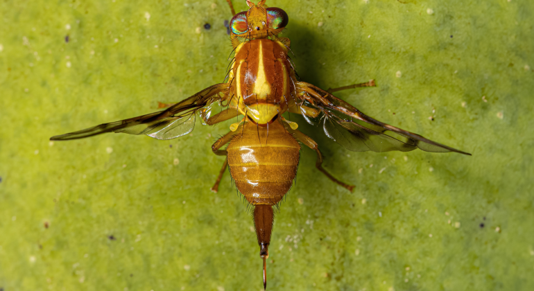 CARA ALAMI MENGENDALIKAN LALAT BUAH PADA TANAMAN CABAI