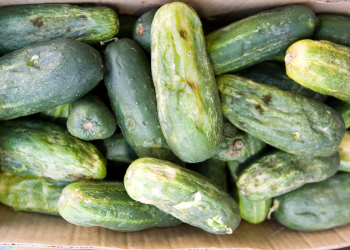 MENTIMUN CEPAT BUSUK? INI PENYEBAB UTAMANYA