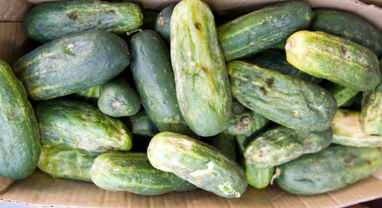 MENTIMUN CEPAT BUSUK? INI PENYEBAB UTAMANYA