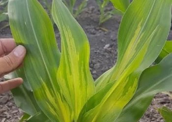 MUNCUL BERCAK PUTIH PADA DAUN JAGUNG, APAKAH BERBAHAYA BAGI HASIL PANEN?