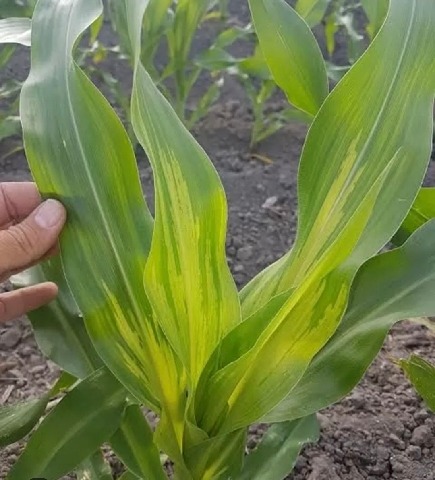 MUNCUL BERCAK PUTIH PADA DAUN JAGUNG, APAKAH BERBAHAYA BAGI HASIL PANEN?