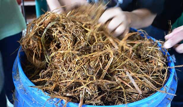 Fermentasi jerami sebagai pakan ternak sapi | Sumber: pandawadesign.com