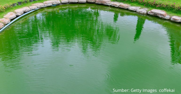 ALGAL TOXICOSIS ANCAMAN SENYAP DARI LEDAKAN PERTUMBUHAN ALGA