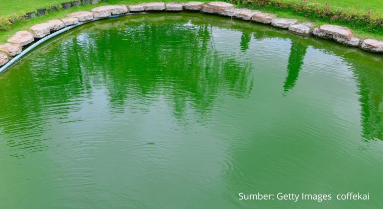 ALGAL TOXICOSIS ANCAMAN SENYAP DARI LEDAKAN PERTUMBUHAN ALGA