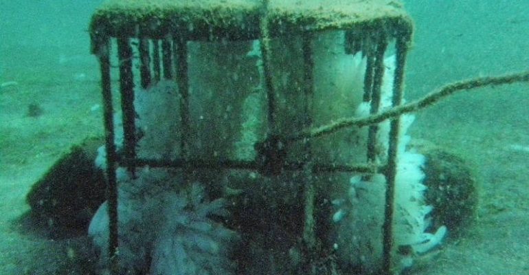 ATRAKTOR CUMI: SOLUSI UNTUK HASIL TANGKAPAN CUMI BERKELANJUTAN