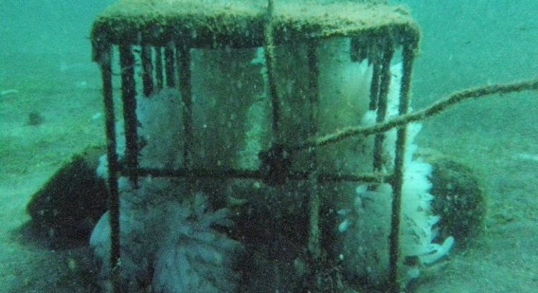 ATRAKTOR CUMI: SOLUSI UNTUK HASIL TANGKAPAN CUMI BERKELANJUTAN