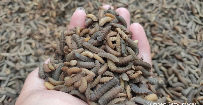 MENGAPA MAGGOT MENGEMPIS DAN GOSONG SAAT DIKERINGKAN