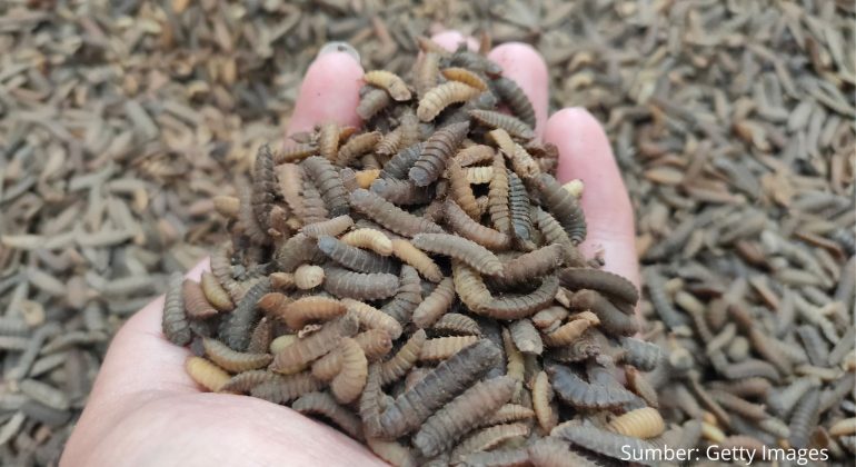 MENGAPA MAGGOT MENGEMPIS DAN GOSONG SAAT DIKERINGKAN