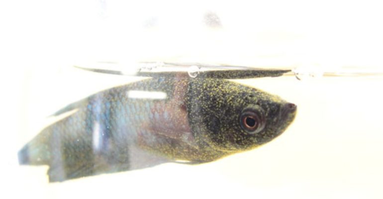 KENALI DAN LINDUNGI CUPANG DARI PENYAKIT VELVET