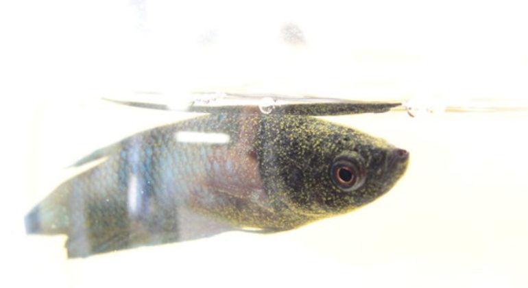 KENALI DAN LINDUNGI CUPANG DARI PENYAKIT VELVET