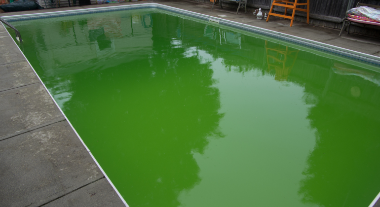 ALGA TOXICOSIS: ANCAMAN SENYAP DARI LEDAKAN PERTUMBUHAN ALGA