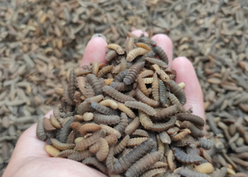 MENGAPA MAGGOT MENGEMPIS DAN GOSONG SAAT DIKERINGKAN?