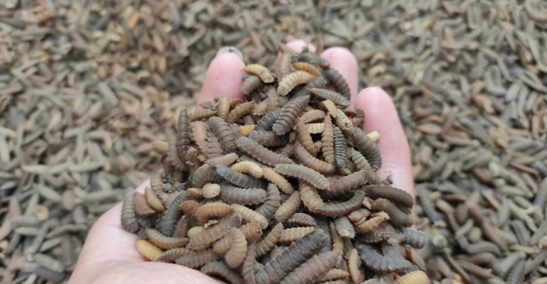 MENGAPA MAGGOT MENGEMPIS DAN GOSONG SAAT DIKERINGKAN?