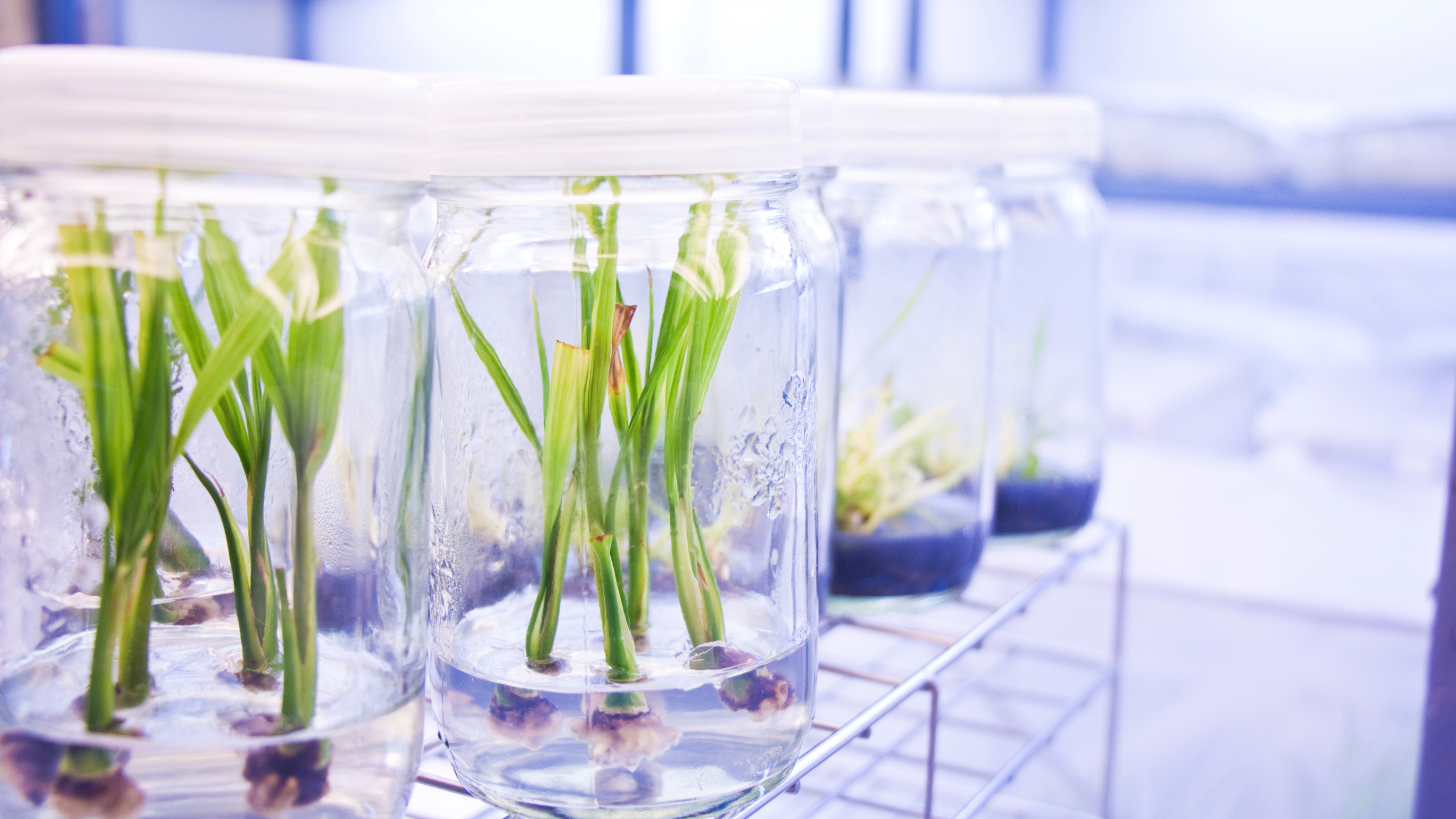 Teknik kultur jaringan untuk memperbanyak tanaman secara cepat dan seragam.