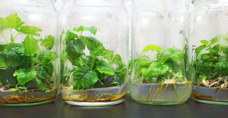 KULTUR JARINGAN, PENYELAMAT TANAMAN OBAT DI TENGAH TINGGINYA PERMINTAAN