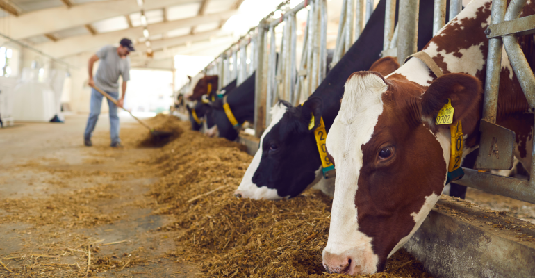 PASTEURELLOSIS: PENYEBAB KEMATIAN MENDADAK PADA TERNAK YANG PERLU DIWASPADAI