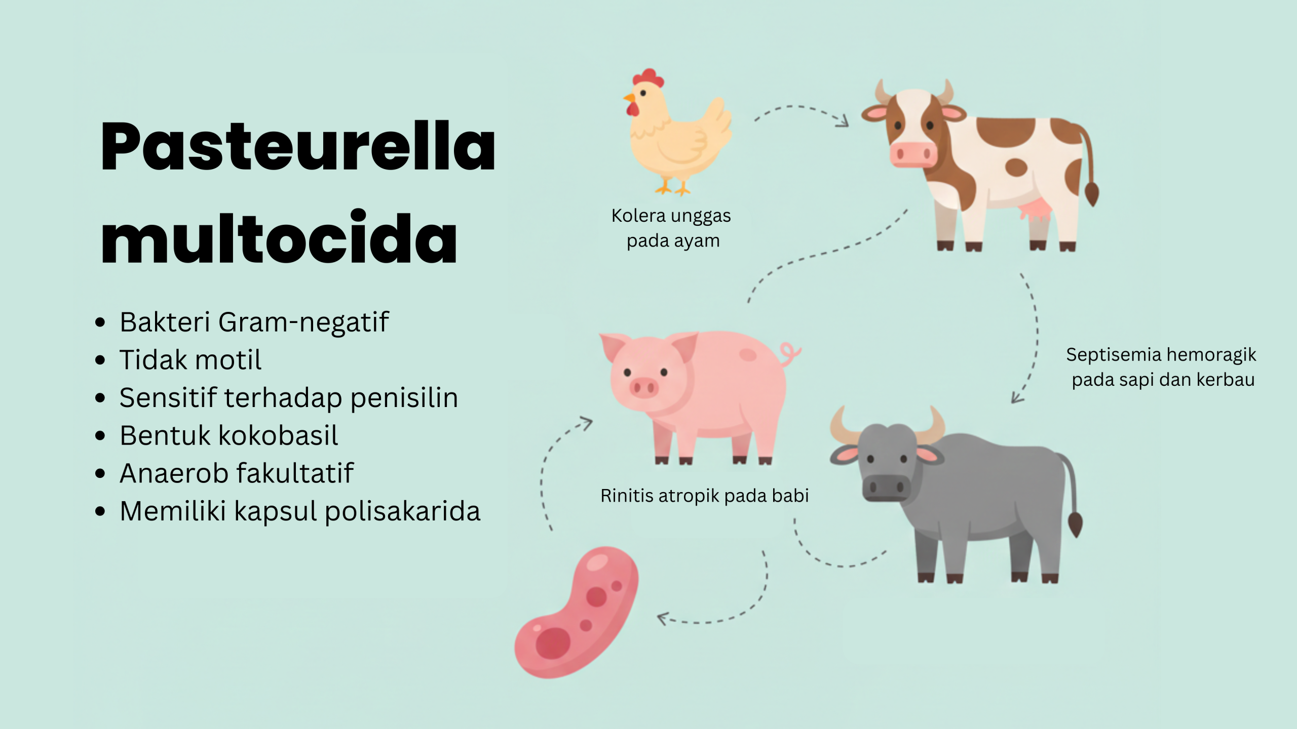 Infografis Pasteurella multocida pada Unggas dan Ternak Ruminansia