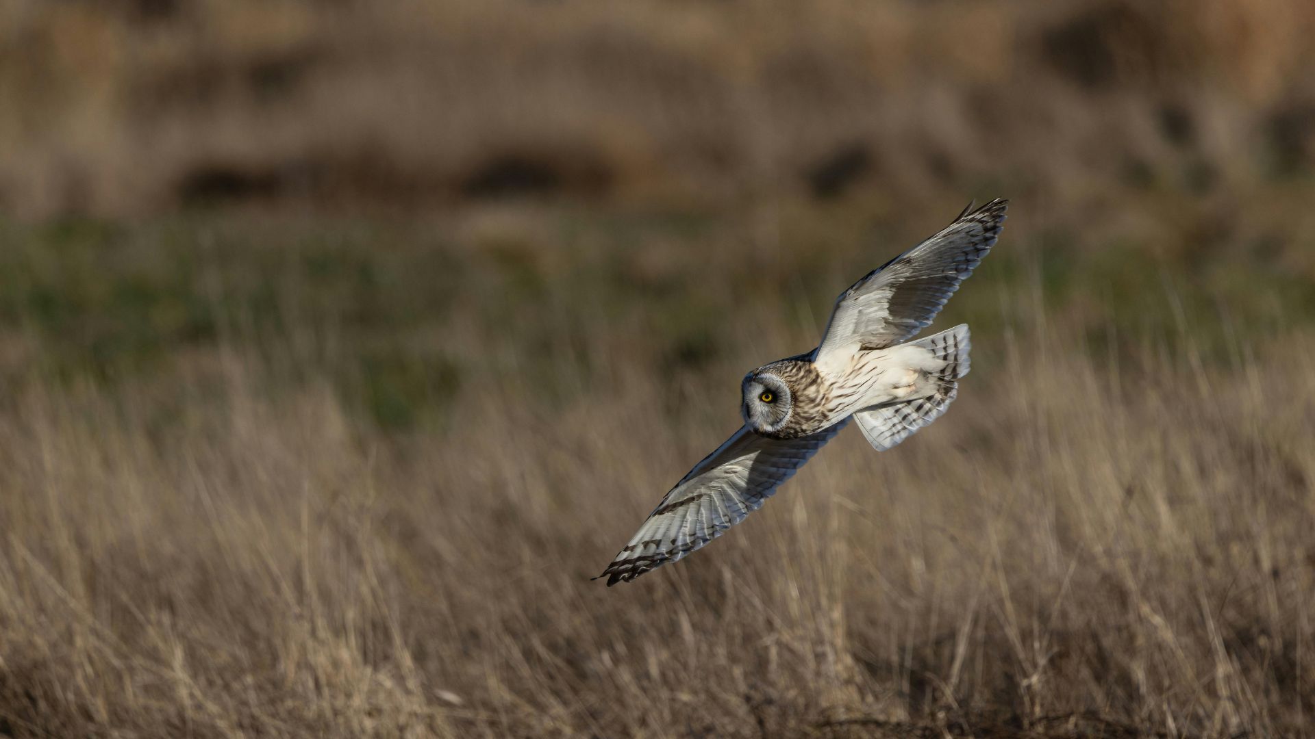 Burung hantu mengintai mangsa di area sawah sebagai pengendali alami hama tikus.