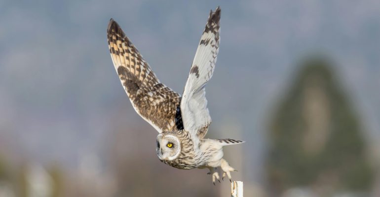 BURUNG HANTU TITO ALBA: SOLUSI ALAMI DAN BERKELANJUTAN PENGENDALIAN TIKUS DI PERKEBUNAN
