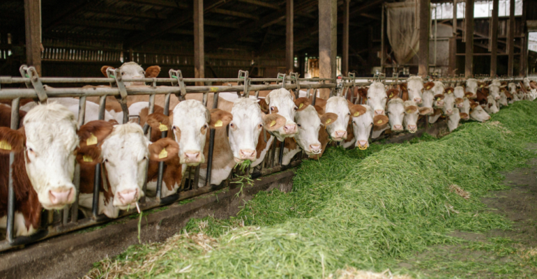 PASTEURELLOSIS PENYEBAB KEMATIAN MENDADAK PADA TERNAK YANG PERLU DIWASPADAI