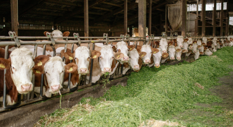 PASTEURELLOSIS PENYEBAB KEMATIAN MENDADAK PADA TERNAK YANG PERLU DIWASPADAI