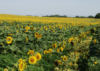 BAGAIMANA TEKNIK BUDIDAYA TANAMAN BUNGA MATAHARI?