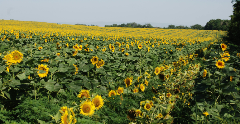 Bagaimana Teknik Budidaya Tanaman Bunga Matahari?
