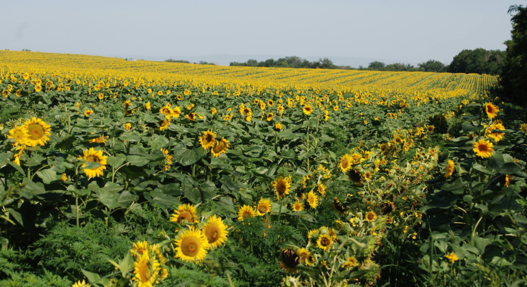 Bagaimana Teknik Budidaya Tanaman Bunga Matahari?