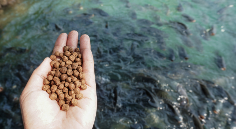 APLIKASI PROBIOTIK UNTUK MENINGKATKAN PERTUMBUHAN IKAN