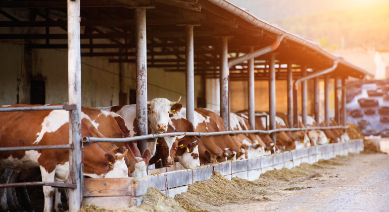 KEPADATAN DAN SISTEM KANDANG KUNCI SUKSES PENGGEMUKAN SAPI