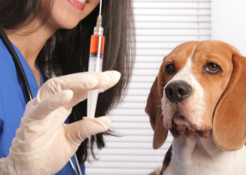 AWAS LEPTOSPIROSIS! KENALI GEJALA DAN CARA PENCEGAHAN