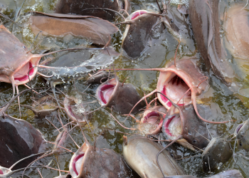 PENGOBATAN EFEKTIF LELE DUMBO MAS MENGGUNAKAN LIDAH BUAYA