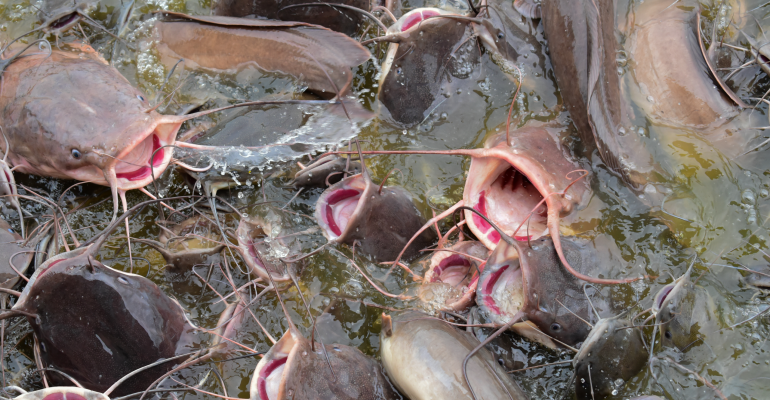 PENGOBATAN EFEKTIF LELE DUMBO MAS MENGGUNAKAN LIDAH BUAYA