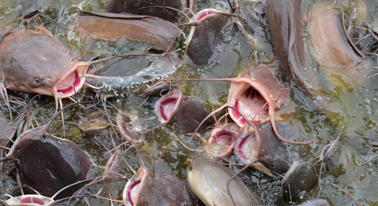 PENGOBATAN EFEKTIF LELE DUMBO MAS MENGGUNAKAN LIDAH BUAYA