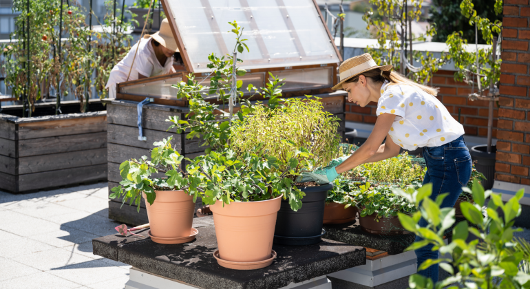 PUPUK LIMBAH MAKANAN SEBAGAI SOLUSI PERTANIAN PERKOTAAN