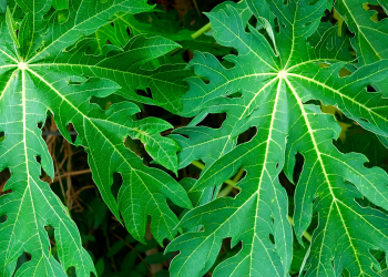 FERMENTASI DAUN PEPAYA UNTUK PAKAN AYAM BERNUTRISI TINGGI