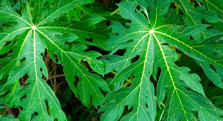 FERMENTASI DAUN PEPAYA UNTUK PAKAN AYAM BERNUTRISI TINGGI