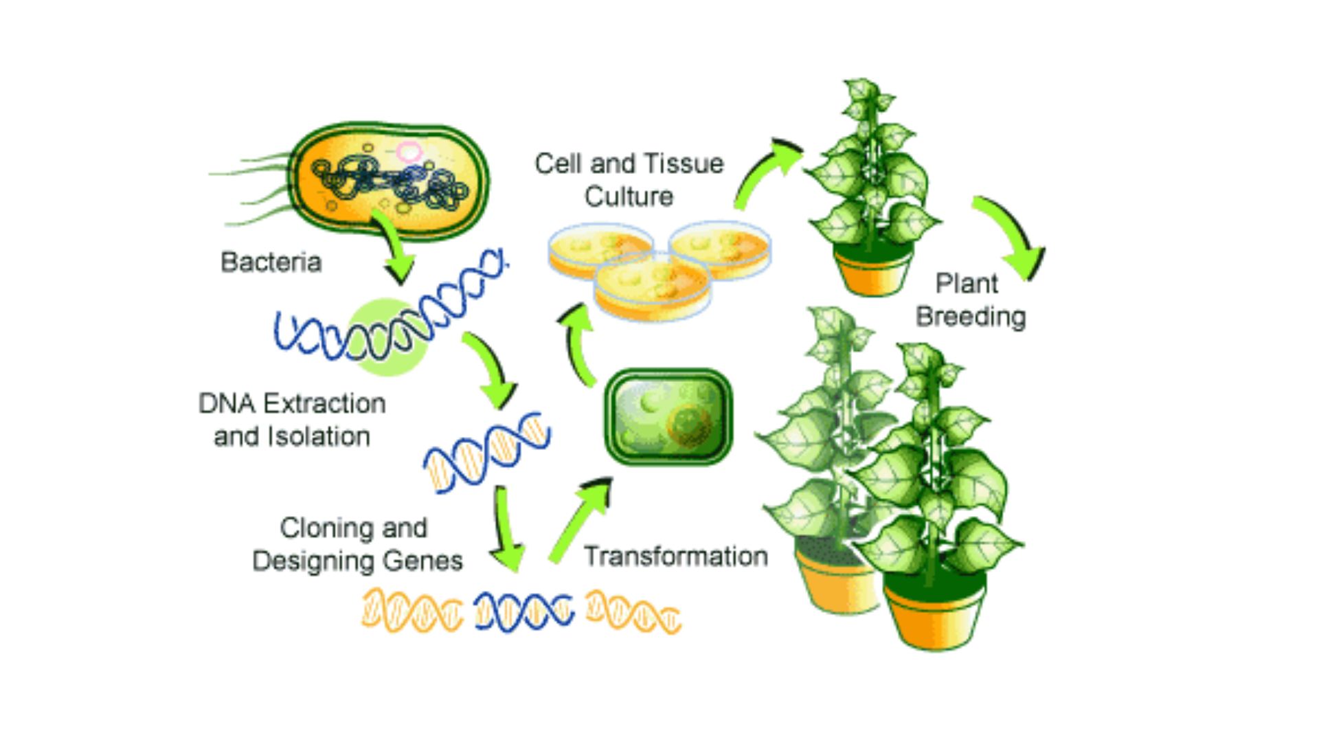 Gambaran konsep tanaman transgenik | Sumber: warstek.com/transgenik