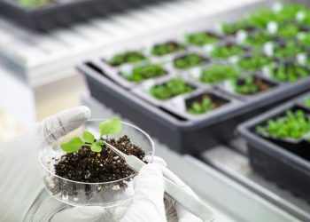 TEKNOLOGI TRANSGENIK: HARAPAN BARU BAGI PRODUKTIVITAS PERTANIAN