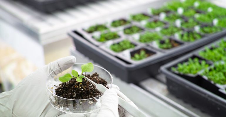 TEKNOLOGI TRANSGENIK: HARAPAN BARU BAGI PRODUKTIVITAS PERTANIAN