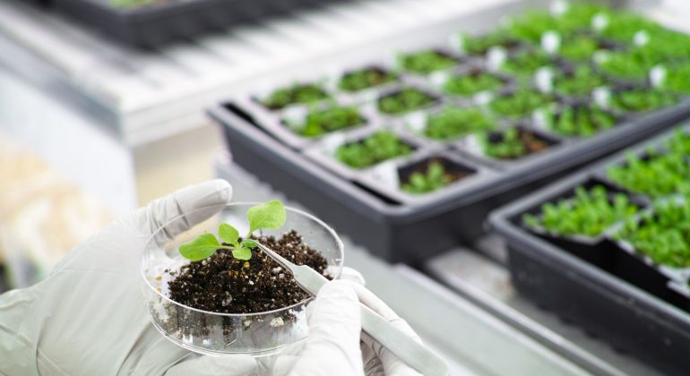 TEKNOLOGI TRANSGENIK: HARAPAN BARU BAGI PRODUKTIVITAS PERTANIAN