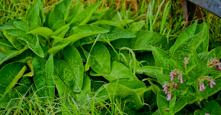 TANAMAN BISA “SALING GANGGU”? KENALI DAMPAK ALELOPATI DI LAHAN PERTANIAN!