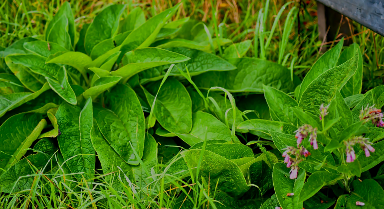TANAMAN BISA “SALING GANGGU”? KENALI DAMPAK ALELOPATI DI LAHAN PERTANIAN!