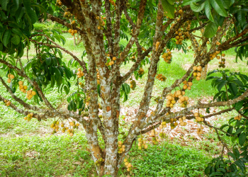 BAGAIMANA MENGATASI DUKU YANG LAMA BERBUAH?