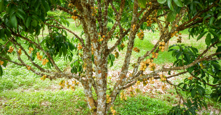 BAGAIMANA MENGATASI DUKU YANG LAMA BERBUAH?